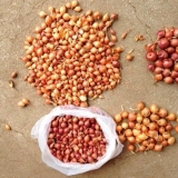 Pravilna priprema setova luka za sadnju u otvorenom tlu